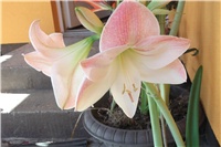 44750352-Picture 001.jpg